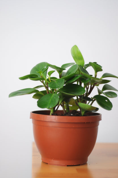 Peperomia Obtusifolia (Zümrüt Dalgası Bitkisi)