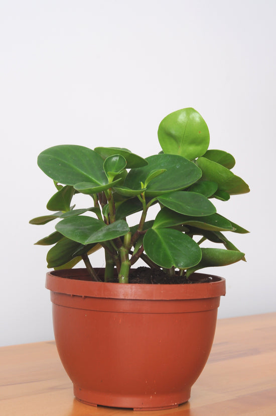 Peperomia Obtusifolia (Zümrüt Dalgası Bitkisi)