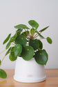 Bipot Saksıda Pilea Peperomioides (Para Çiçeği)