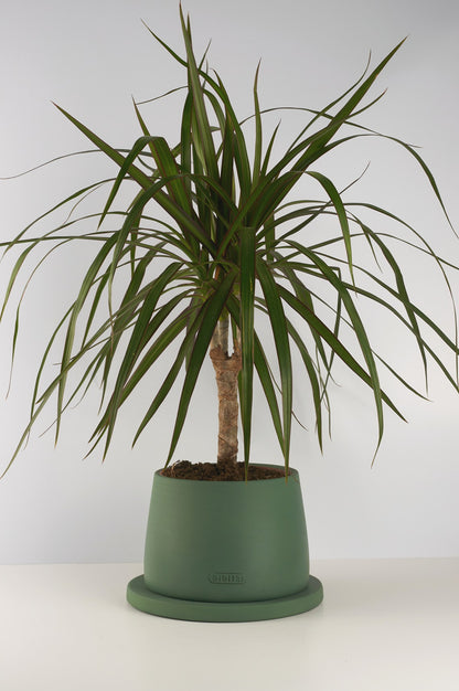 Bipot Saksıda Dracaena Marginata (Drasena Bitkisi)