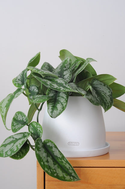 Bipot Saksıda Scindapsus Pictus (Satin Pothos Sarmaşığı)