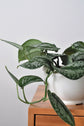 pothos sarmaşığı, potos sarmaşığı, satin pothos, ScindapsusPictus