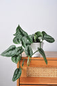 pothos sarmaşığı, potos sarmaşığı, satin pothos, ScindapsusPictus