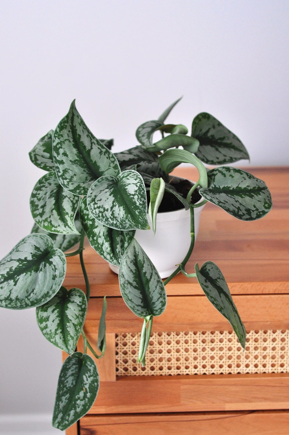 pothos sarmaşığı, potos sarmaşığı, satin pothos, ScindapsusPictus