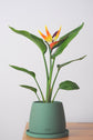 Bipot Saksıda Strelitzia Nicolai (Starliçe) Çiçekli