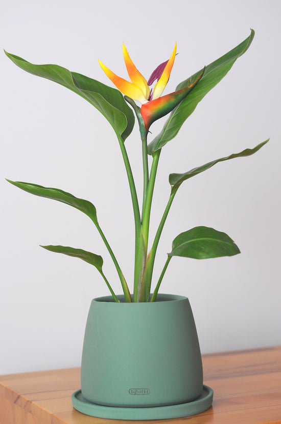 Bipot Saksıda Strelitzia Nicolai (Starliçe) Çiçekli