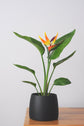 Bipot Saksıda Strelitzia Nicolai (Starliçe) Çiçekli