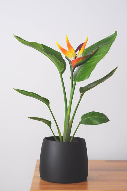 Bipot Saksıda Strelitzia Nicolai (Starliçe) Çiçekli