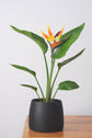 Bipot Saksıda Strelitzia Nicolai (Starliçe) Çiçekli