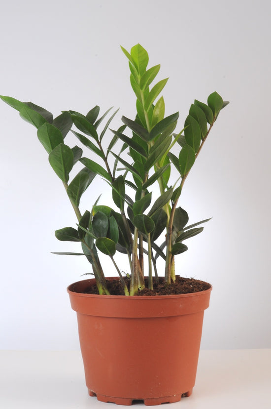 Zamioculcas ZZ Plant (Zamia)