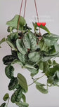 Scindapsus Pictus (Satin Pothos Sarmaşığı)