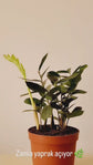 Zamioculcas ZZ Plant (Zamia)